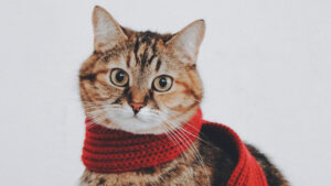 Portrait Photographer Bournemouth UK